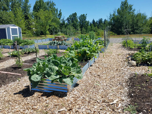 brussels sprouts raised bed gardening