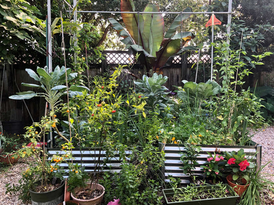 budget friendly gardens