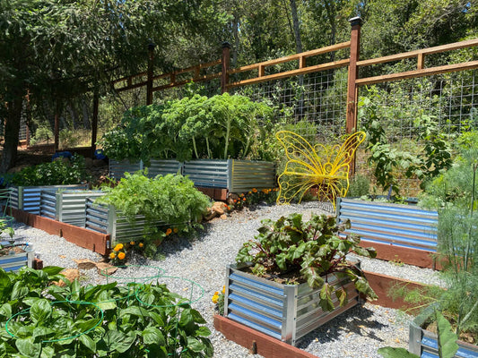 carrot in garden beds