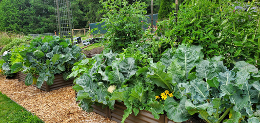 cultivating cauliflower