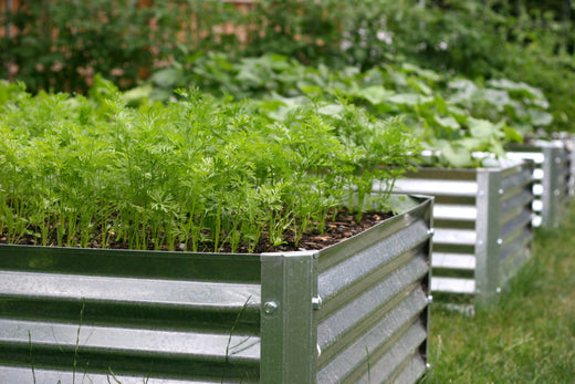 coastal gardens in raised beds