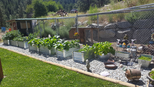 from seed to salad