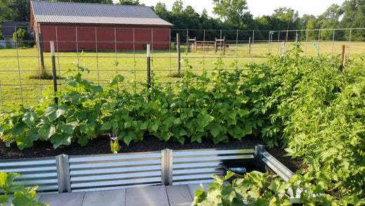 green spaces, growing students
