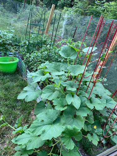 metal garden beds improve root growth