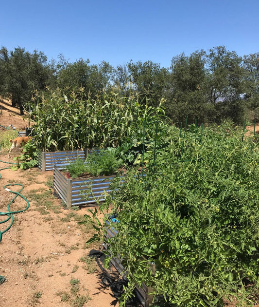 maximizing vegetable yields