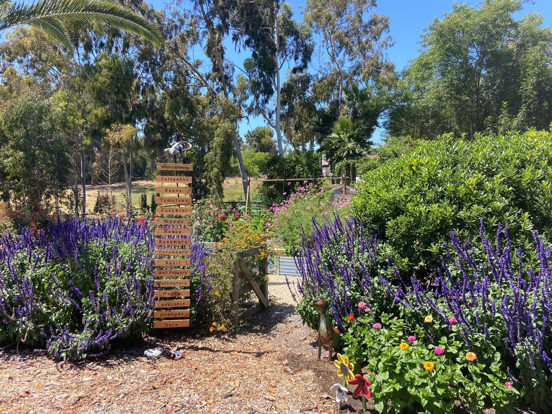 native plants in raised beds