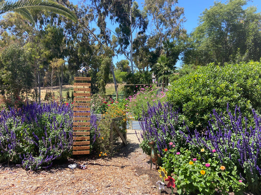 native plants in raised beds