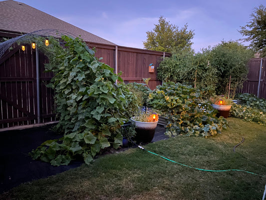 night gardens