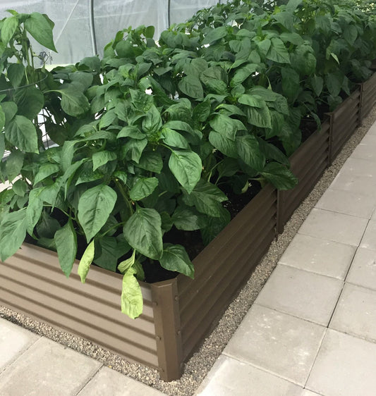 peppers in garden bed