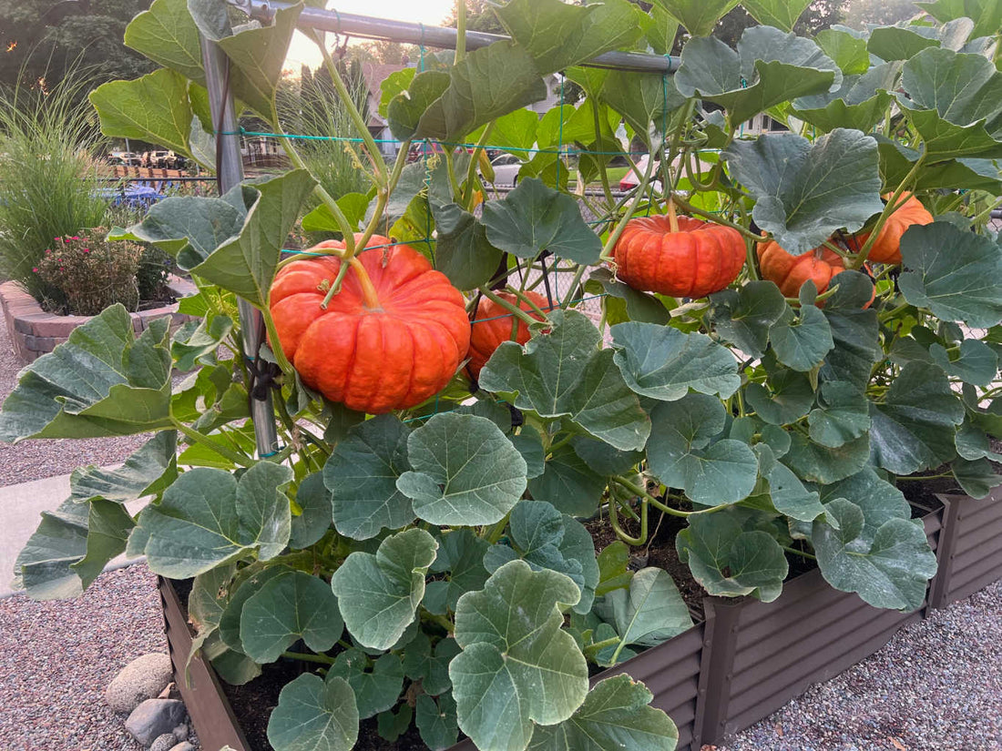 pumpkins in raised beds