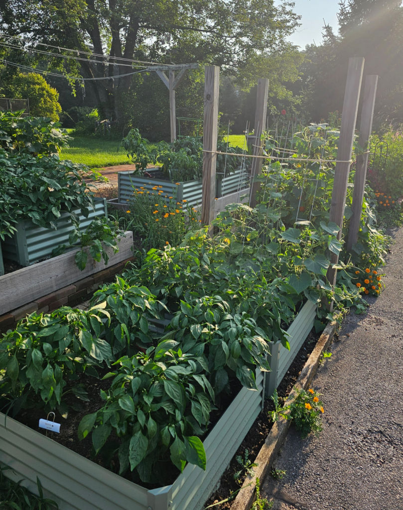 raised bed farming