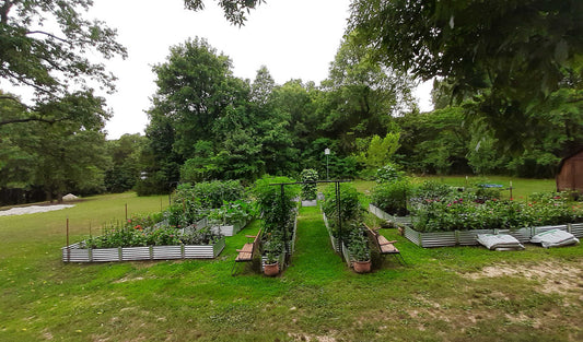 raised beds for poor soil conditions