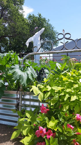 raised beds in the tropics