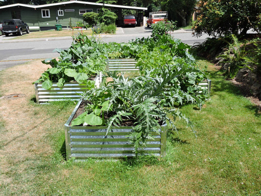 raising artichokes