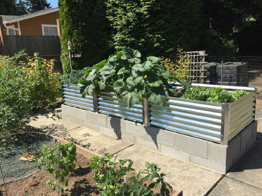 summer squash