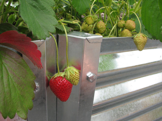 strawberry fields