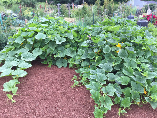 summer squash