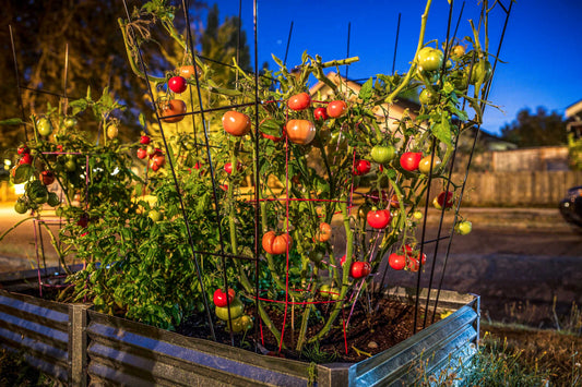 tomatoes in raised beds