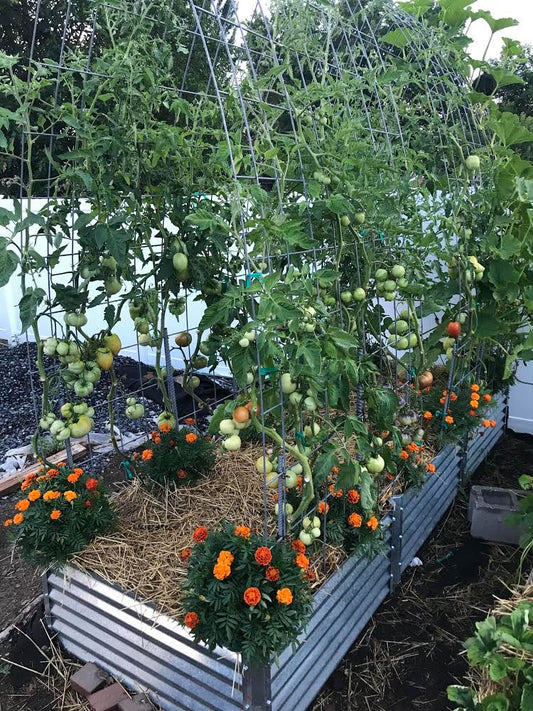 suburban garden beds