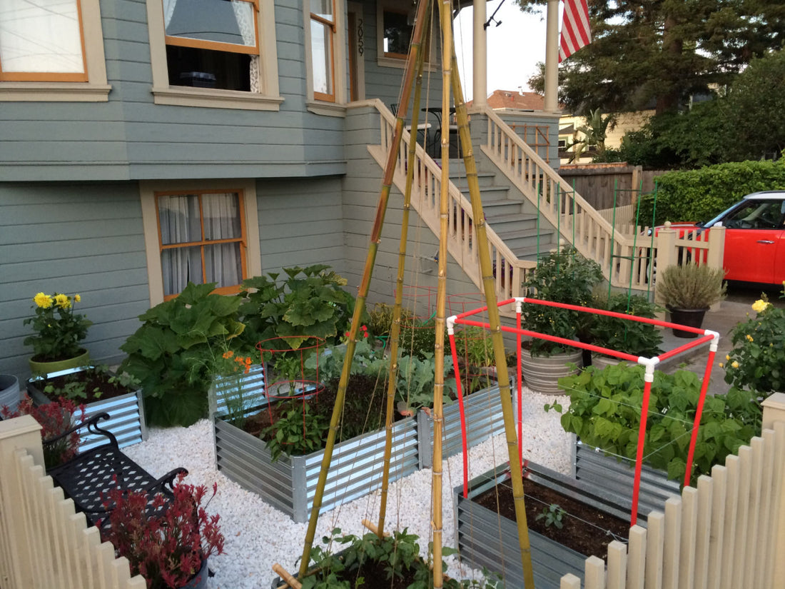 raised beds a must for urban gardens