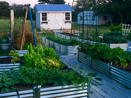 victory gardens revived