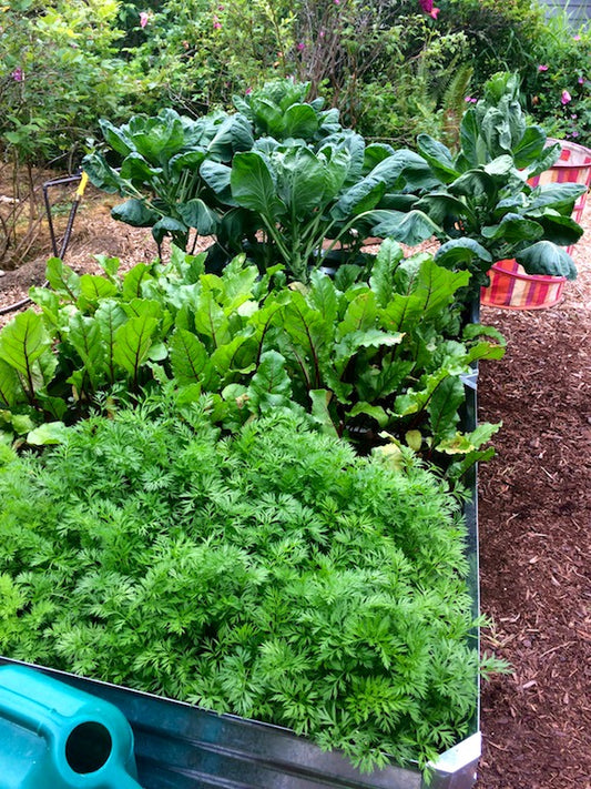 victory in raised beds