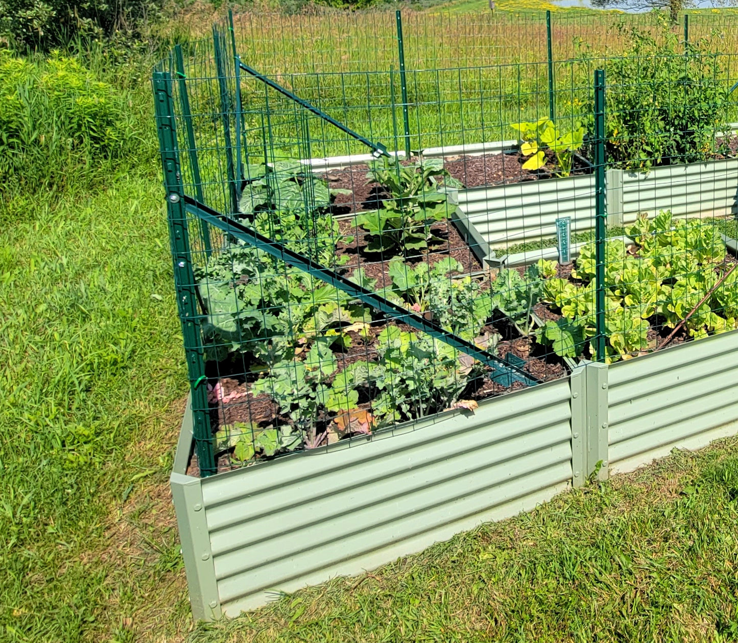 sage completo raised bed with tomatoes, mustard greens
