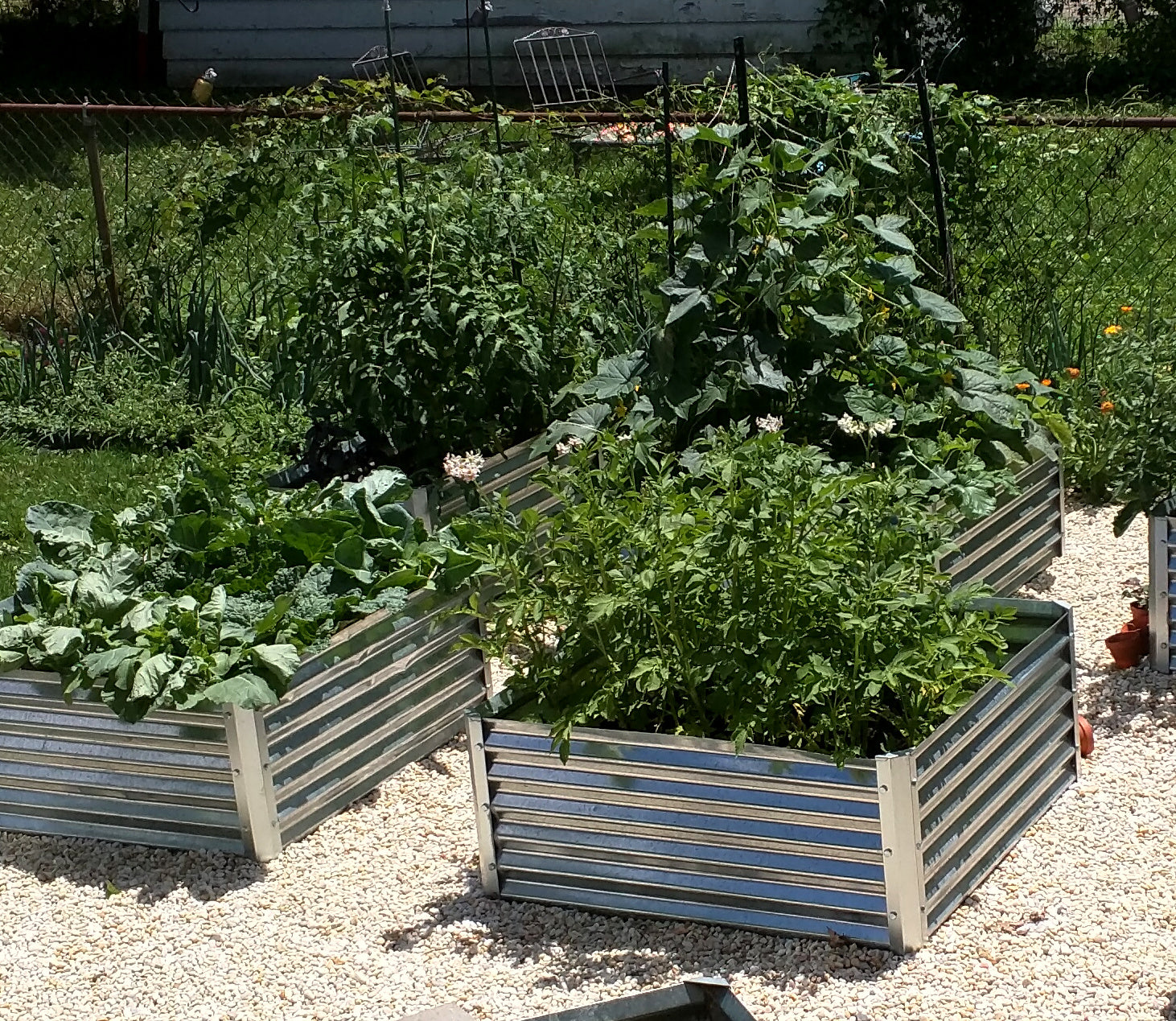 multiple cuadra garden beds wit polypody, cucumbers and cabbage