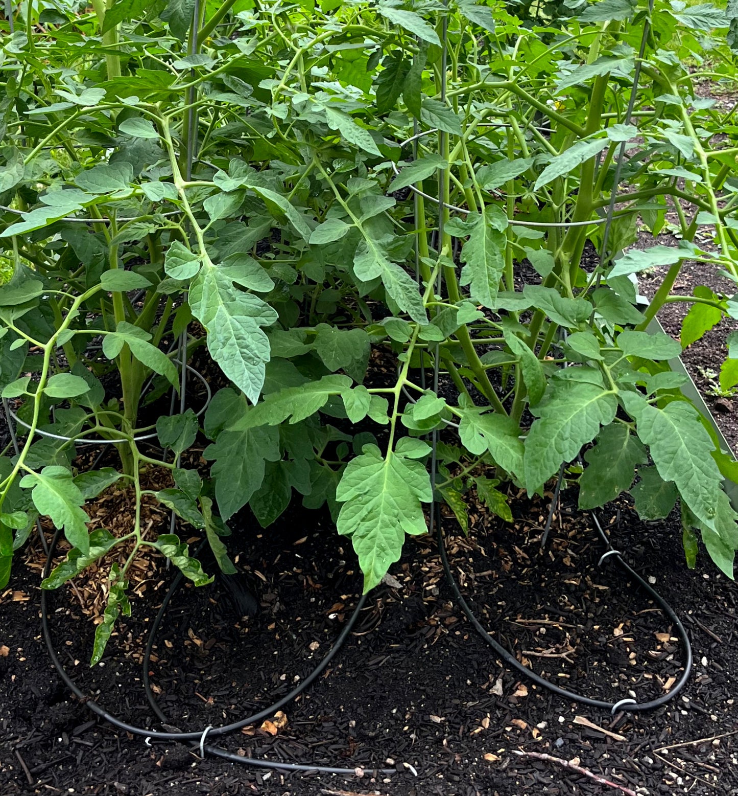 drp1 irrigation for tomatoes in garden bed