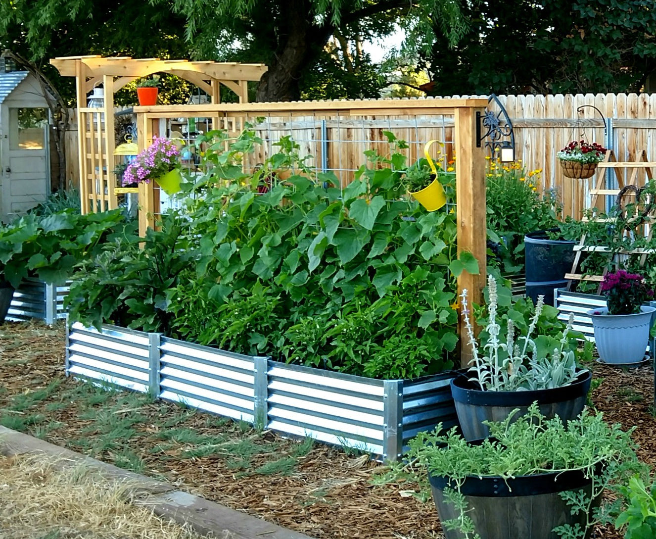 largo garden bed in backyard with cucumbers, peppers and squash