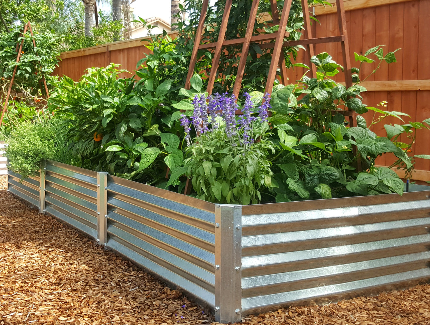 largo garden bed with beans, mealy cup sage, peppers