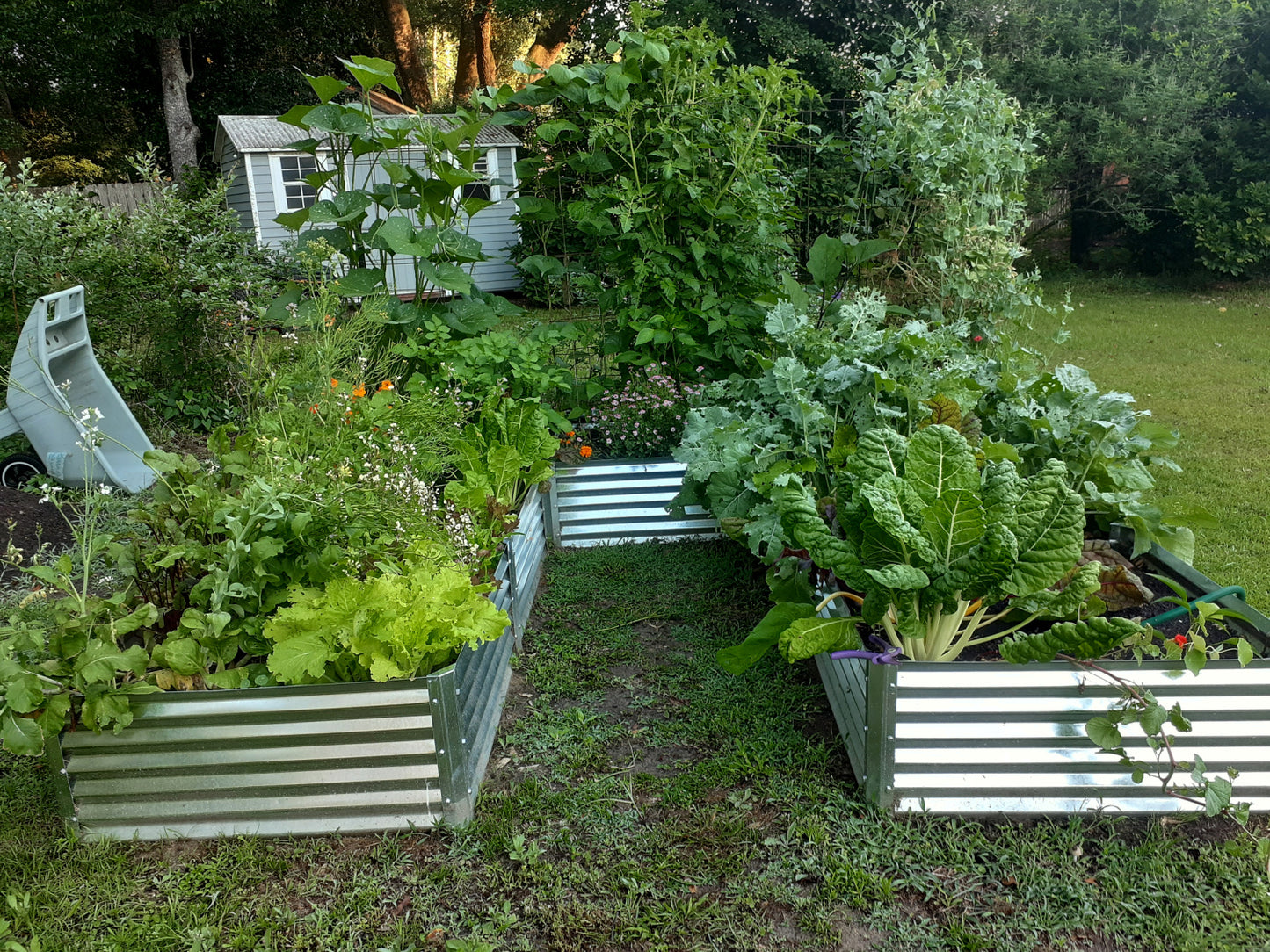 long U garden bed with beets, littleflower alumroot, tomatoes