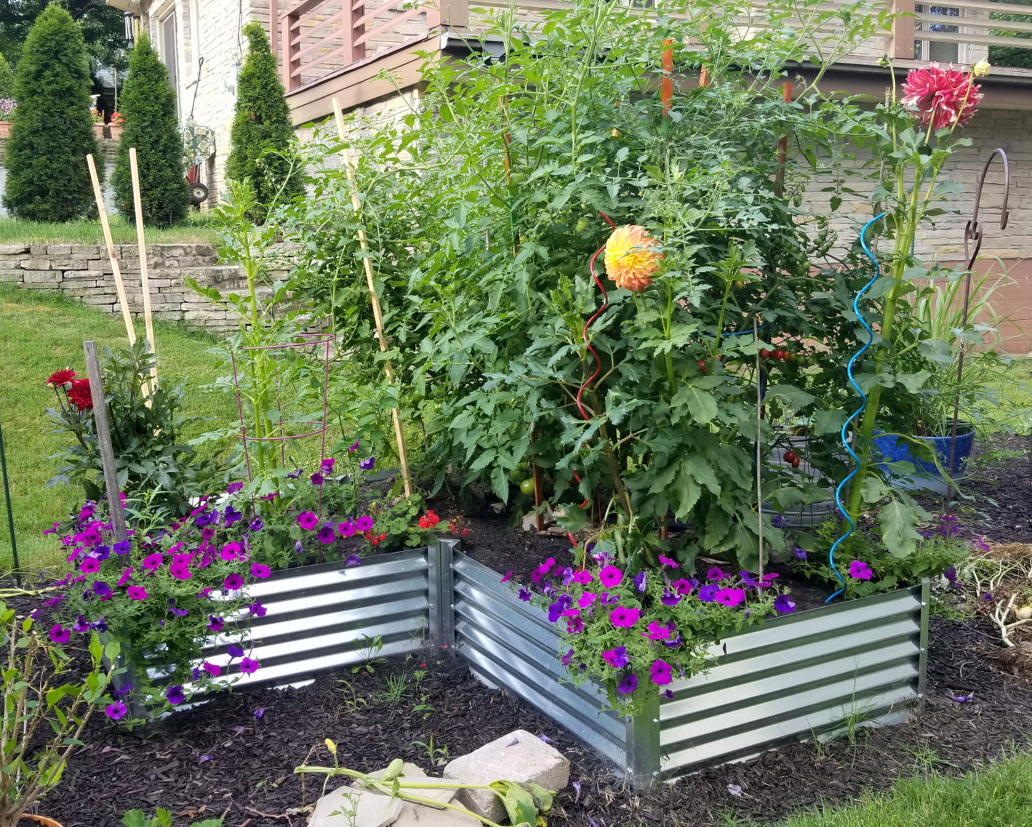 L shaped garden bed with petunias, dahlias