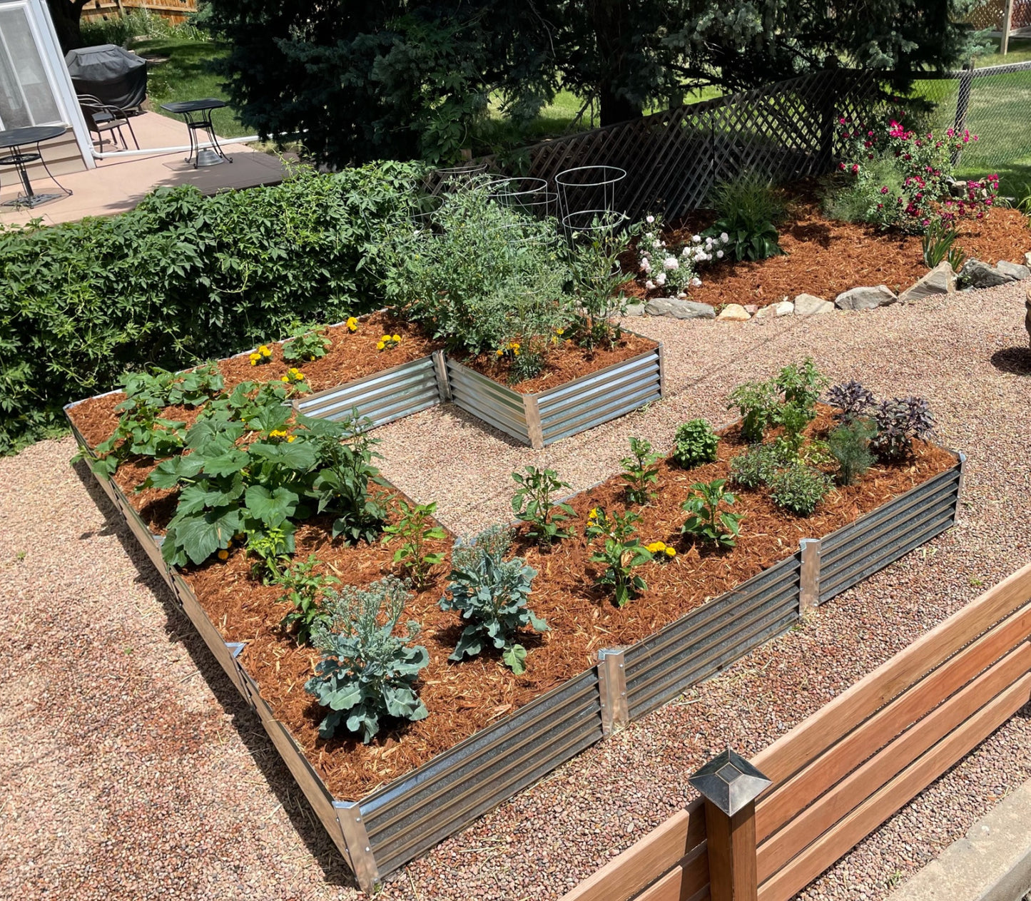 mezcla garden bed with parmeliaceae, squash, sunflowers