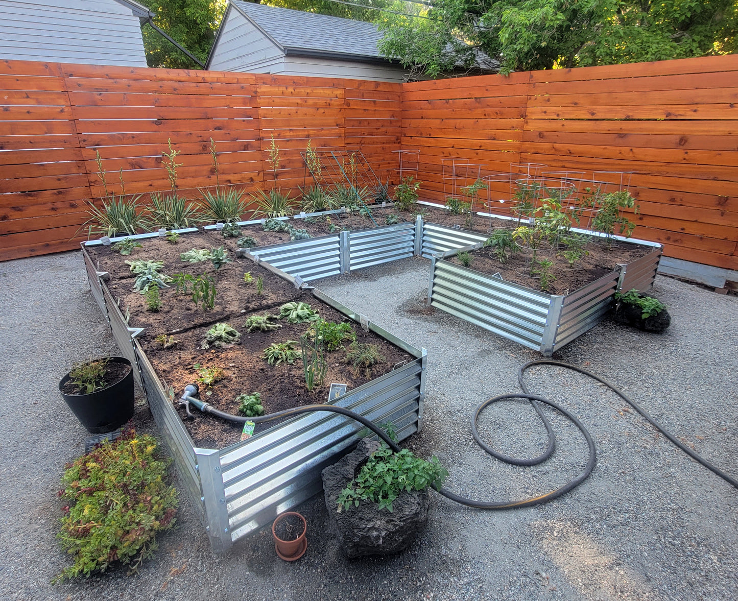 mezcla garden bed in backyard with onions, tomatoes