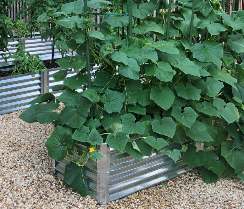 narrow exacto growing peas