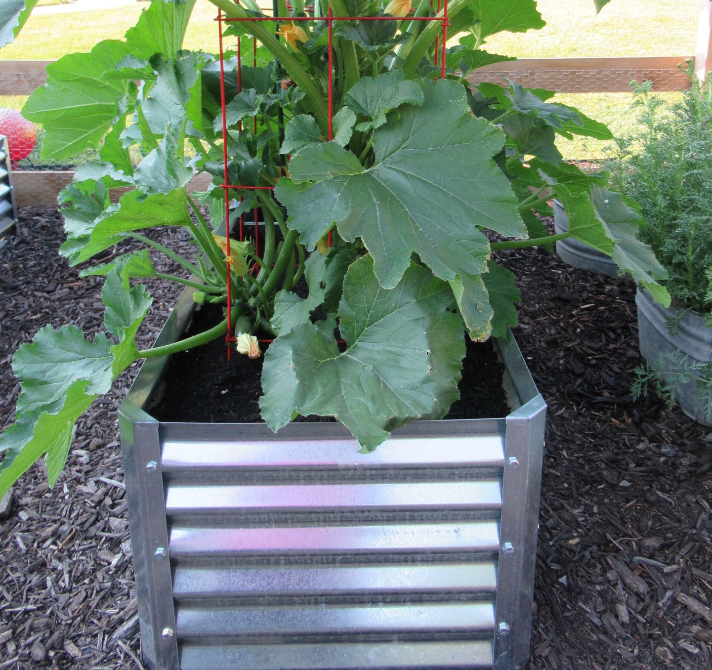 narrow medio with squash