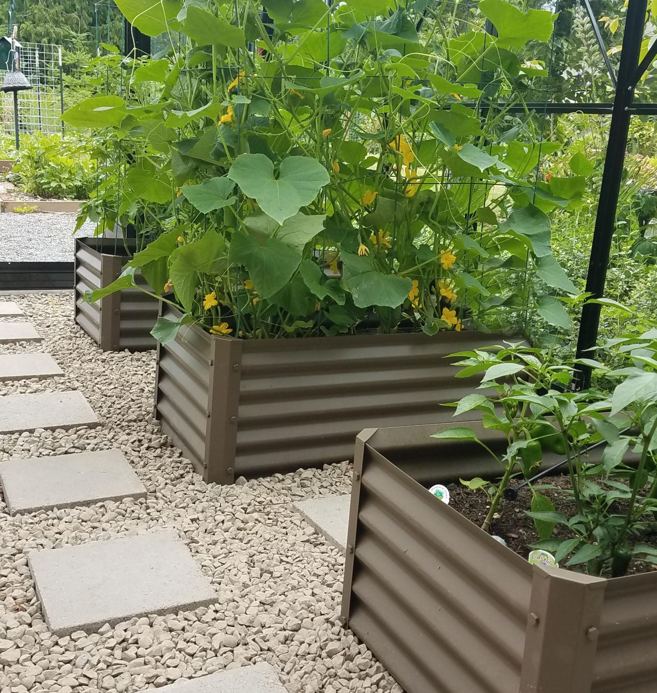 narrow rustic medio in greenhouse