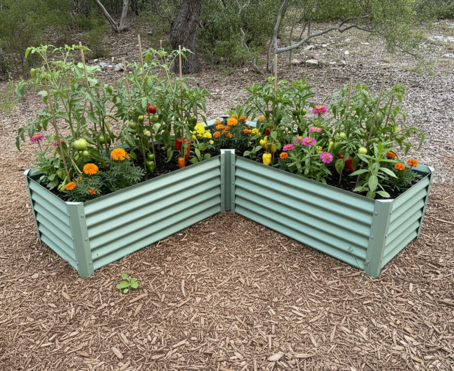 narrow sage l enhanced