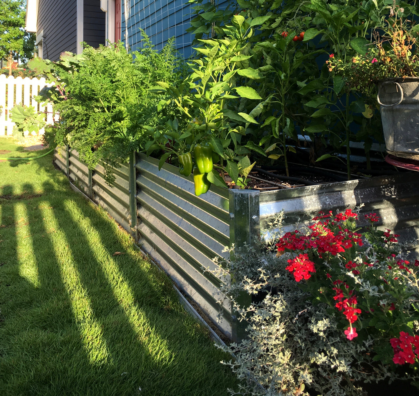 narrow fresa garden bed growing carrots, peppers