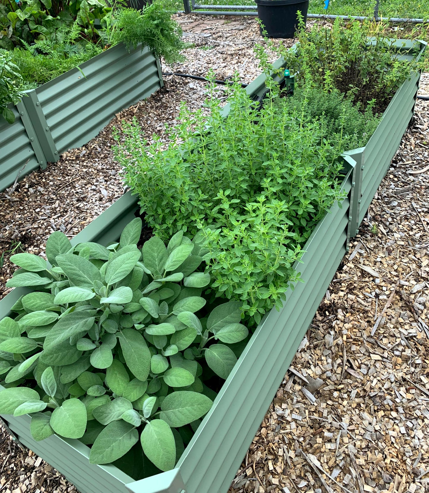 narrow sage grande raised garden with oregano and sage