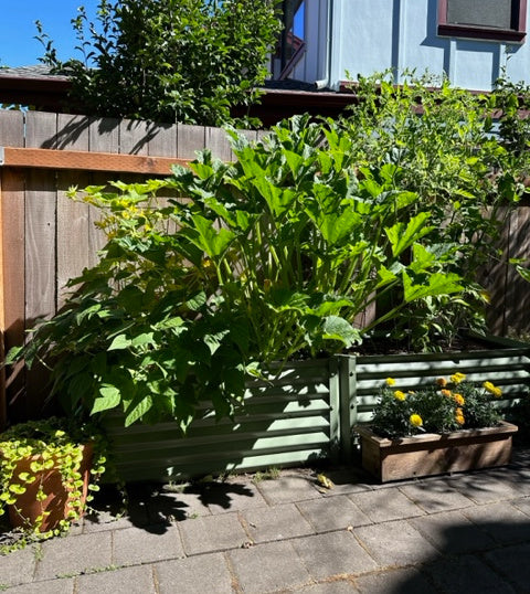 narrow sage grande garden bed wih cheeseweed and cucumbers