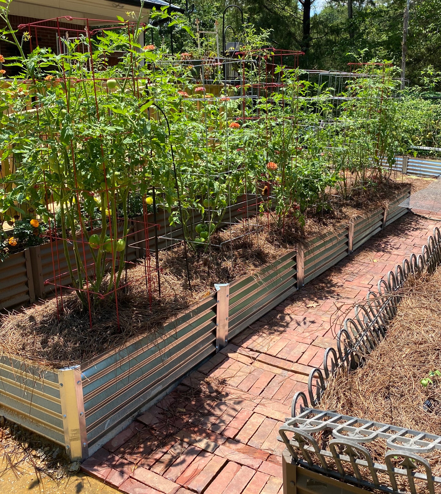 narrow sandia raised beds with tomatoes