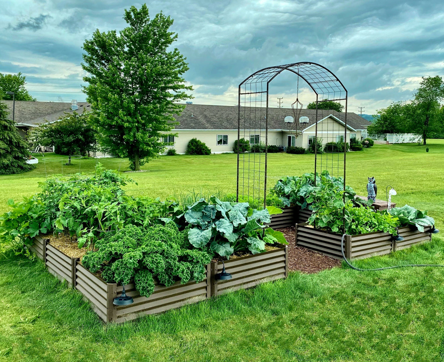 rustic completo garden bed in backyard, cabbage, cauliflower