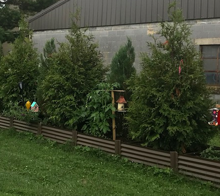 Rustic extenders creating a long rustic raised bed along a shop wall with cypress trees planted