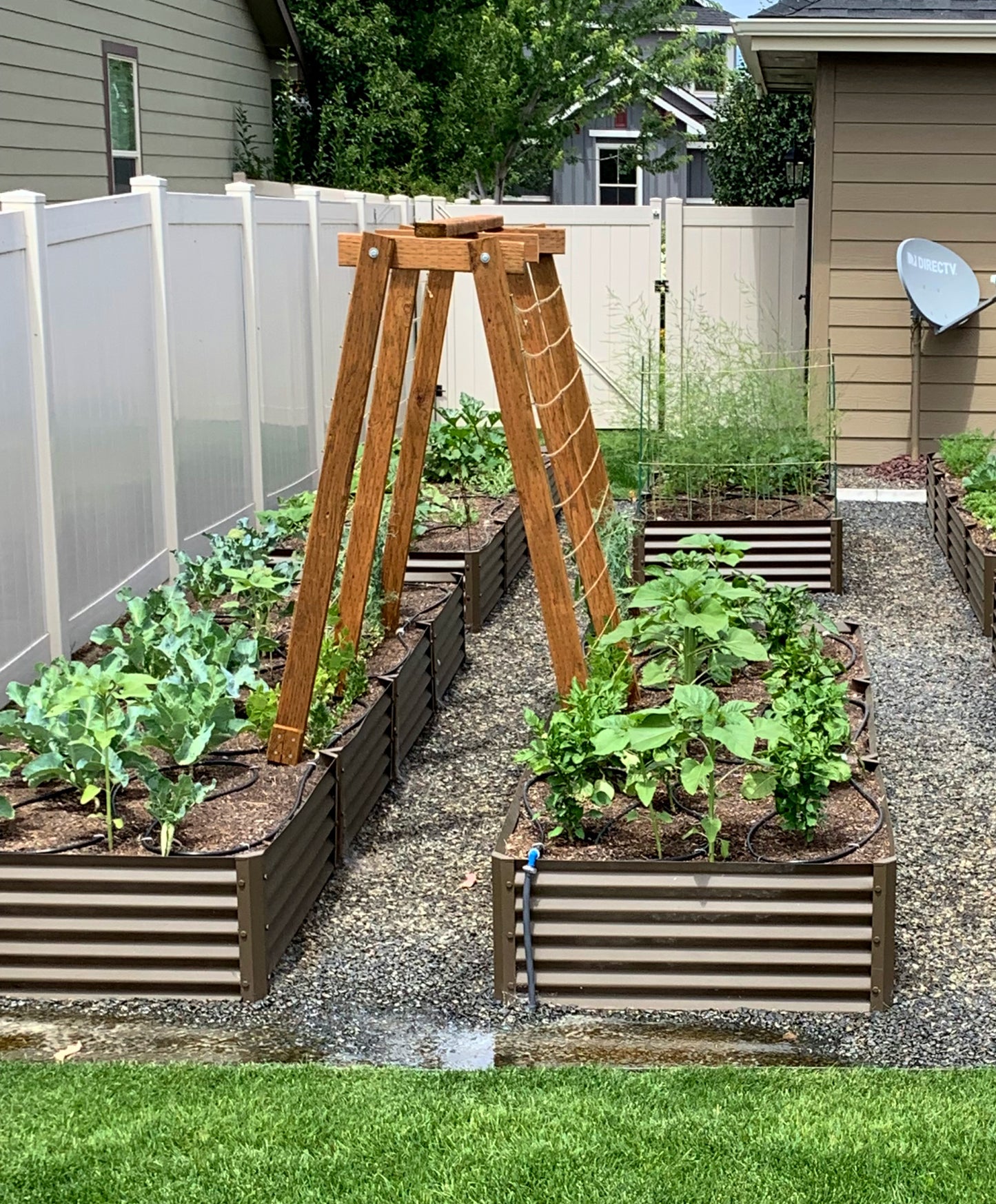 Rustic Fresa garden bed in backyard with driplines growing sunflowers, mother of thousands kalanchoe