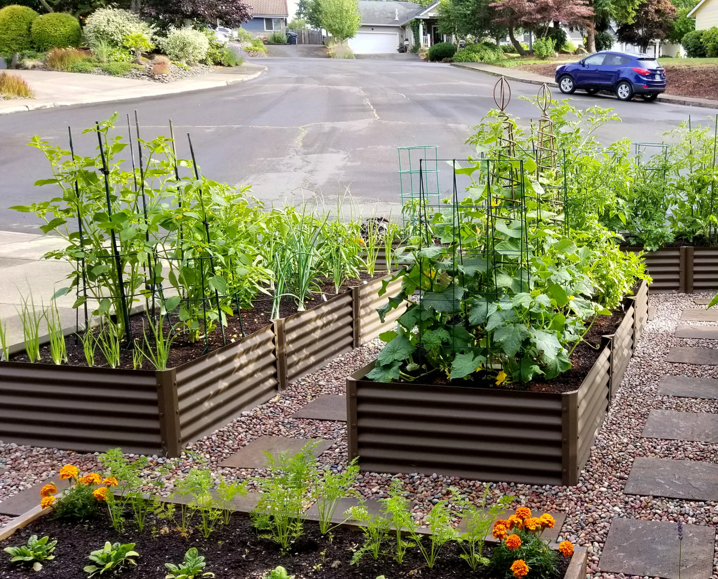 rustic largo garden beds in front yard with tomatillo, cucumber
