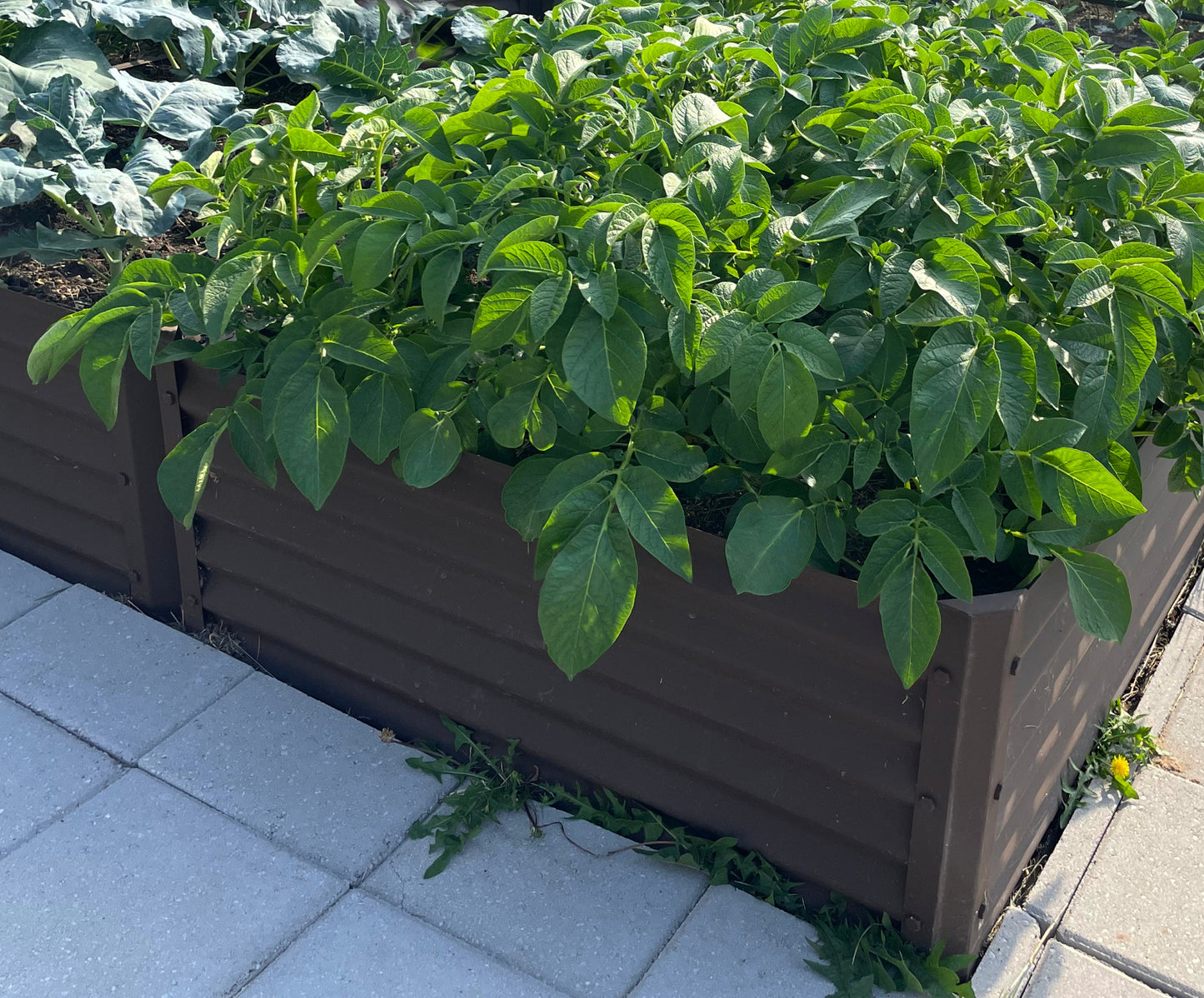 rustic long l garden bed with potato