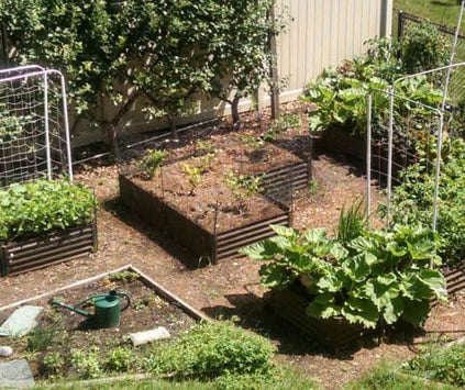 rustic L raised bed with rhubarb