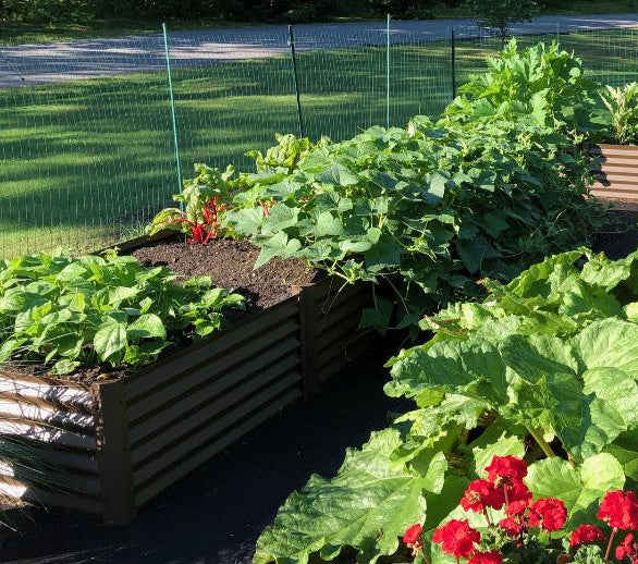 rustic sandia garden bed with hollyhocks, cucumbers